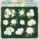 Pure White Camellias