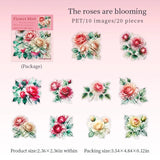 The roses are blooming