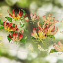 6cm*100cm Garland Lily Shell Light PET Tape