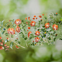 6cm*100cm Chiyako Flower Shell Light PET Tape