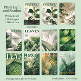 Magazine Collection / Plant Light And Shadow